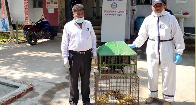 লাকসামে উদ্ধার করা শাবকগুলো বাঘের নয়, মেছো বিড়াল