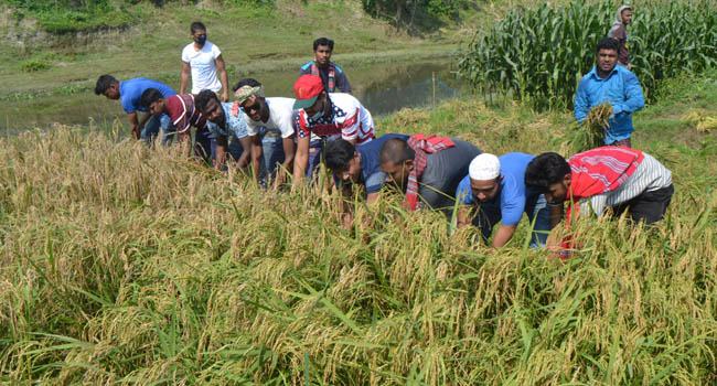 বগুড়ায় কৃষকের ধান কেটে ঘরে তুলে দিলো ছাত্রদল
