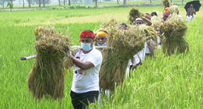 রংপুরে প্রতিবন্ধি চাষির ধান কাটলো ছাত্রলীগ