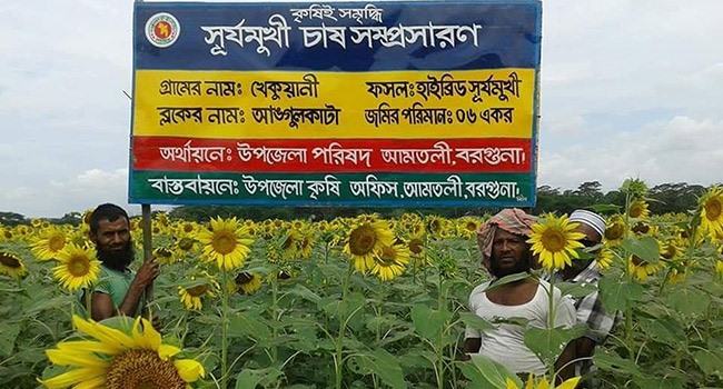 আমতলীতে সূর্যমুখী ফুলের বাম্পার ফলন