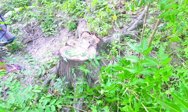 আমতলীতে সবুজ বেষ্টনীর গাছ উজাড় করছে বনদস্যুরা