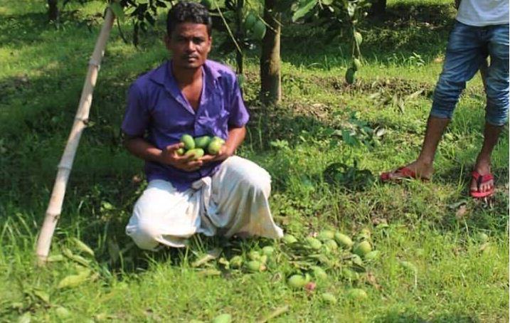 আমের সাথে এ কেমন শত্রুতা!