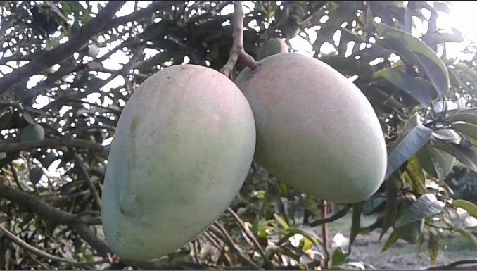 রাজশাহীতে আজ থেকে আম পাড়া শুরু