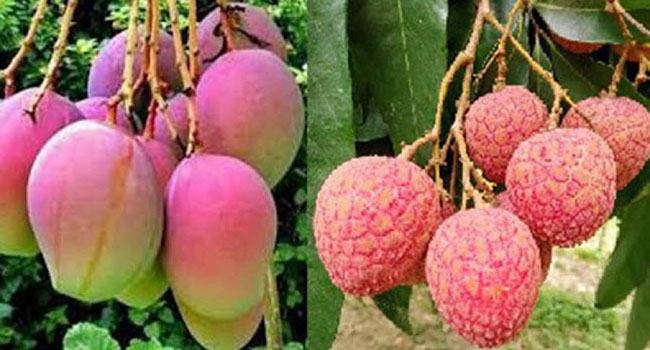 রাজশাহীর আম লিচু পরিবহনে ট্রেনের দাবি ব্যবসায়ীদের