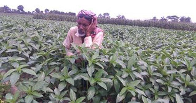 চারা পাট গাছেই ফুল, লোকসানের আশঙ্কায় কৃষক