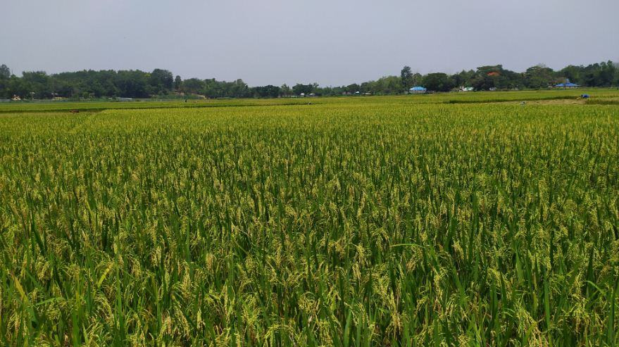 বোরো ধানের বাম্পার ফলন, নির্ধারিত মূল্য না পাওয়ার আশঙ্কা কৃষকের