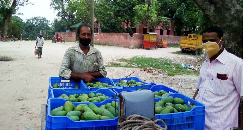 মৌসুম শুরু হলেও আম পাড়তে আগ্রহ নেই চাষীদের