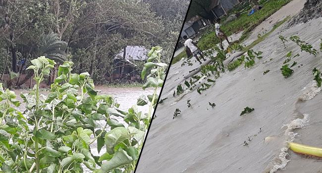 বরগুনায় বেড়িবাঁধ ভেঙে তলিয়ে গেছে ২০ গ্রাম
