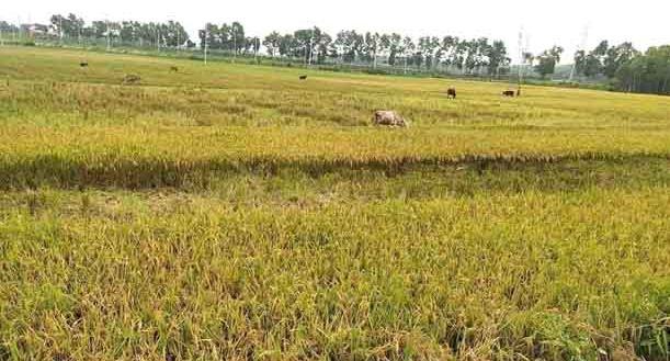 আমফানের প্রভাব : পাকা ধান নিয়ে বিপাকে কৃষক