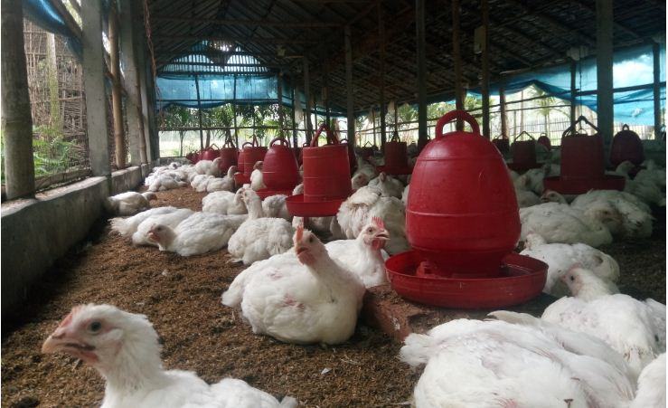 আশার আলো দেখছেন পোল্ট্রি খামারিরা