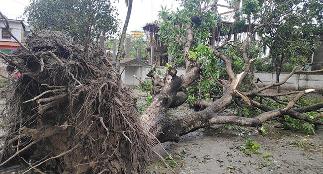 আমফানের তাণ্ডবে বেনা‌পোল ও শার্শা লণ্ডভণ্ড