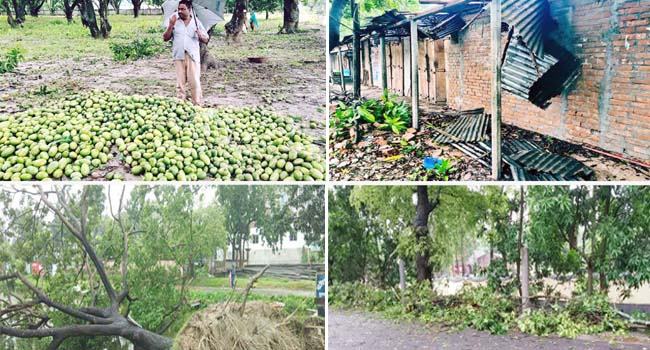 নাটোরে আমফানে ফসল ও গাছপালার ব্যাপক ক্ষতি