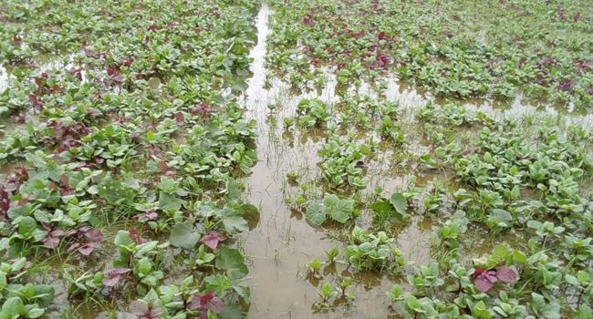 সিরাজগঞ্জে আমফানে ব্যাপক ক্ষতির আশংকা