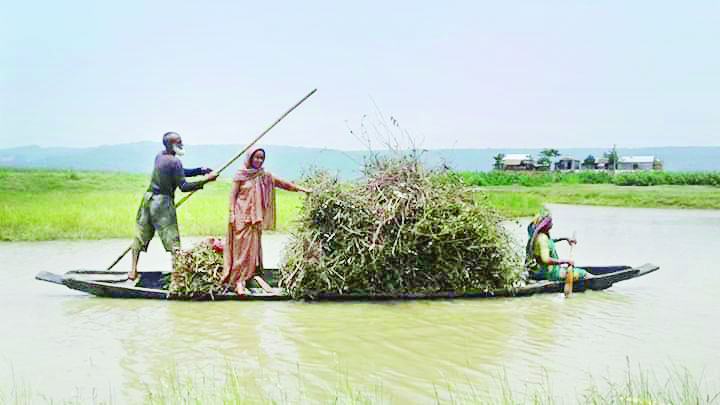 টাংগুয়ার হাওরে উজাড় হচ্ছে নলখাগড়া, হিজলকরছ গাছ