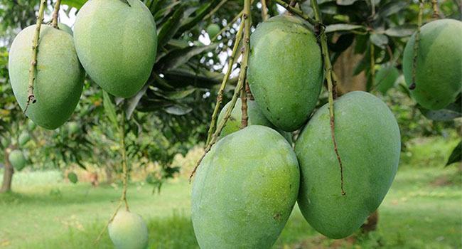 আমফানে রাজশাহীতে ১২০ কোটি টাকার আমের ক্ষতি