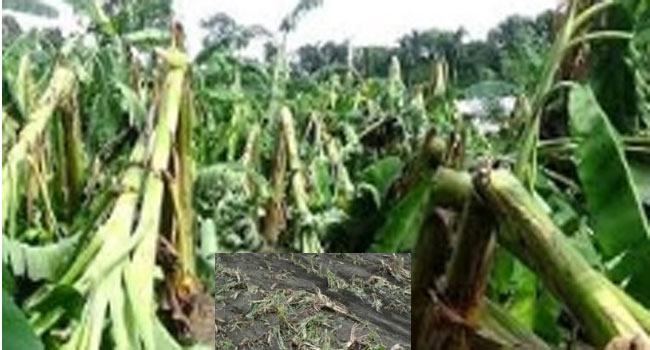 বরগুনায় ৬ কোটি টাকার ফসল নষ্ট