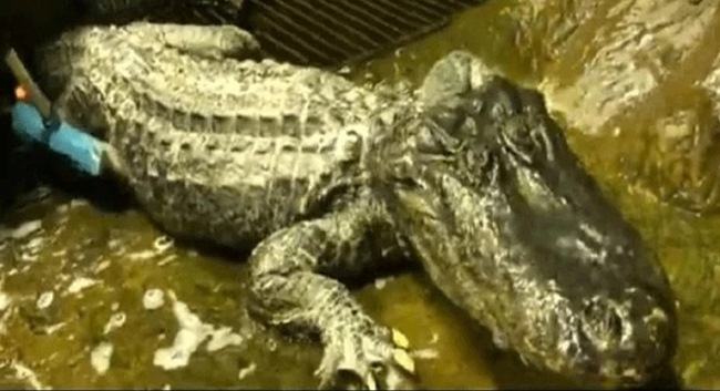 বোমা, গুলির থেকে বেঁচে যাওয়া হিটলারের পোষা কুমিরের মৃত্যু