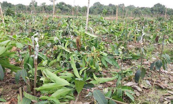 পোরশায় ১৫ হাজার আমের চারা কেটে ফেলেছে দূর্বৃত্তরা