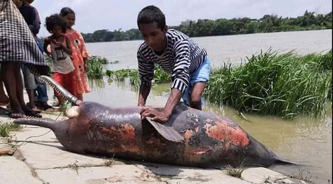 হালদা নদীতে ভেসে উঠলো আরো একটি বড় ডলফিন