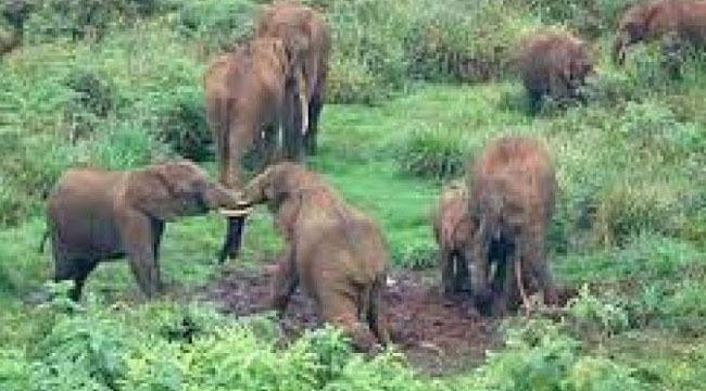রৌমারী সীমান্তে সপ্তাহব্যাপী ভারতীয় বন্যহাতির তাণ্ডব