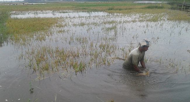 চাটমোহরে পানিতে ডুবছে পাকা ধান, দিশেহারা কৃষক