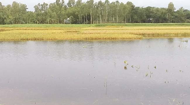 ভূরুঙ্গামারীতে বোরো ধানের ব্যাপক ক্ষতির আশংকা