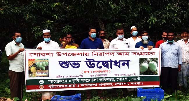 নওগাঁর পোরশায় আম সংগ্রহের উদ্বোধন