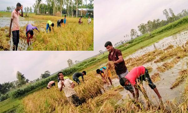 কৃষকের ধান কেটে ঘরে তুলে দিলো ছাত্রদল