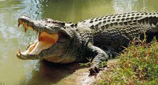 এবার ৫২টি ডিম দিয়েছে জুলিয়েট