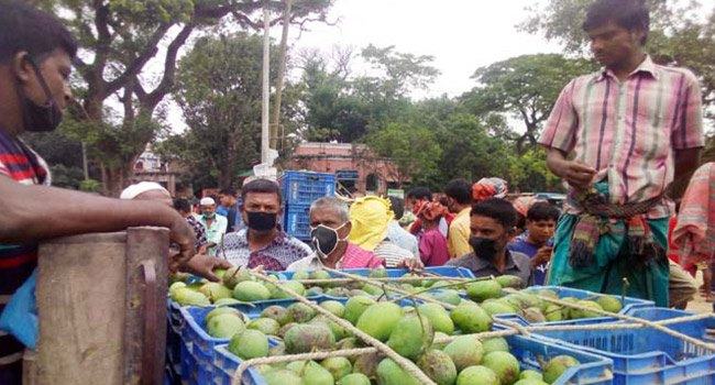 রাজশাহী : আমের মৌসুম শুরু হলেও জমেনি কেনা-বেচা