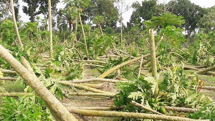 চোখের জলে ভাসছেন আমফানে ক্ষতিগ্রস্ত কৃষকরা