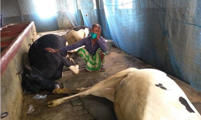 শত্রুতার বলি গর্ভবতী হালের গরু