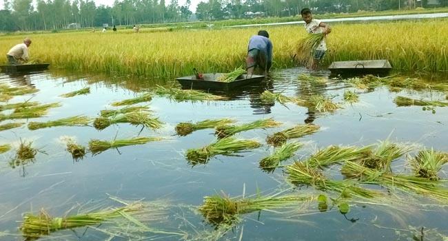 যমুনার পানি ও ভারী বর্ষণে তলিয়ে গেছে পাকা ধান