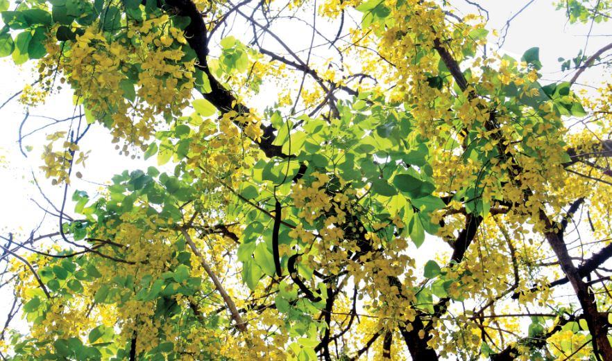 সোনার আলোয় ভরিয়ে দিলো সোনা বরণ সোনালু