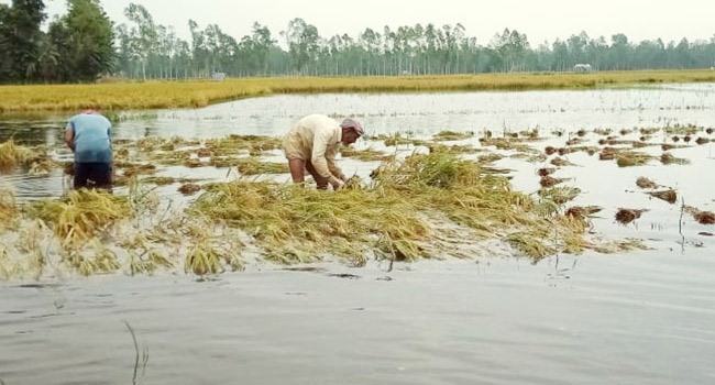 কাজিপুরে মাঠের ফসল নষ্ট হচ্ছে মাঠেই