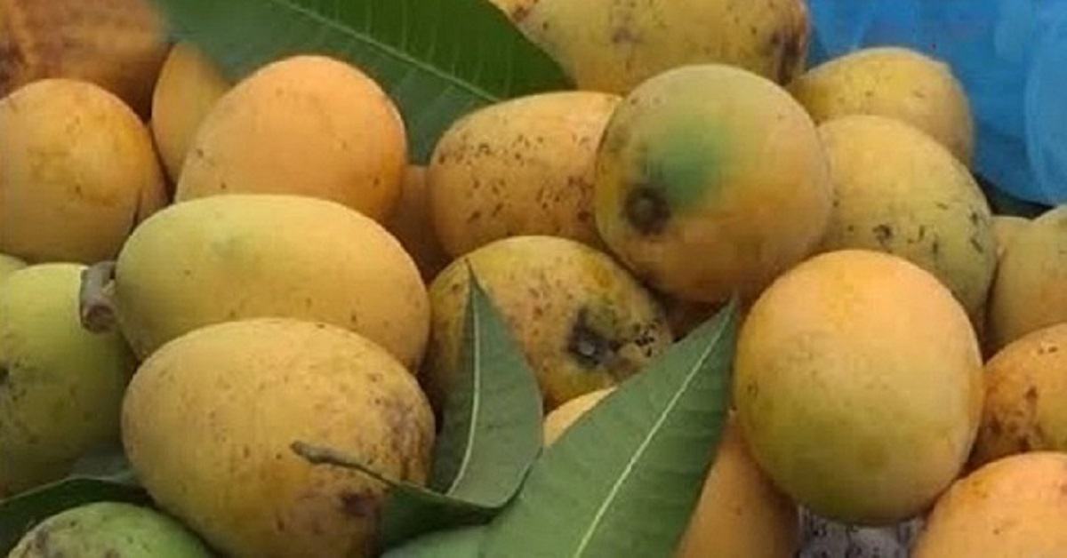 বিনা ভাড়ায় রাজশাহীর আম পরিবহন করবে ডাকঘর