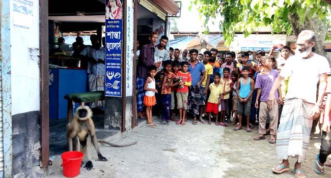 ৩ দিন ধরে হনুমানটির মেহমানদারী করছে আত্রাইবাসী