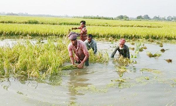 শিবালয়ে পানি নিস্কাশনের অভাবে বোরো ধানের ক্ষতি