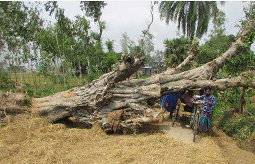 আমফানে উপড়ে গেছে শতবর্ষী বটগাছ, দেখার কেউ নেই