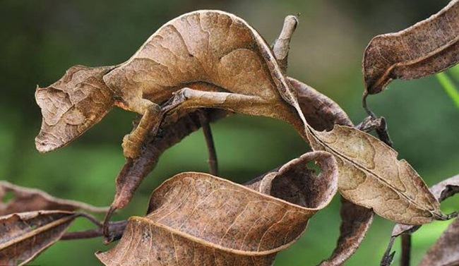 ছবিতে লুকিয়ে জলজ্যান্ত টিকটিকি!