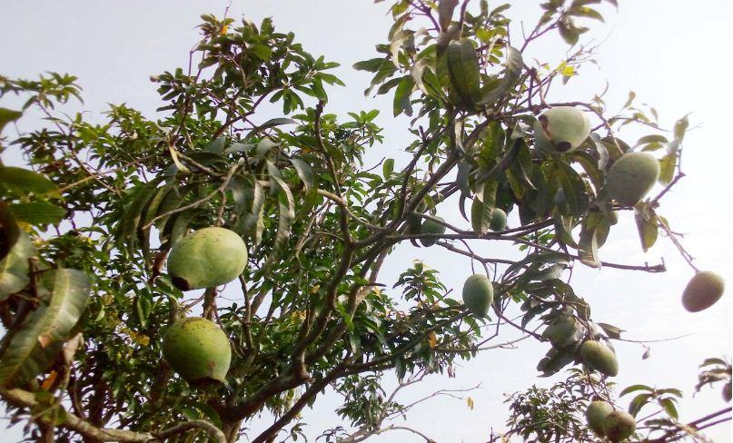 বাগানে আম ছিদ্রকারী মাছির আক্রমণ : হতাশায় চাষীরা