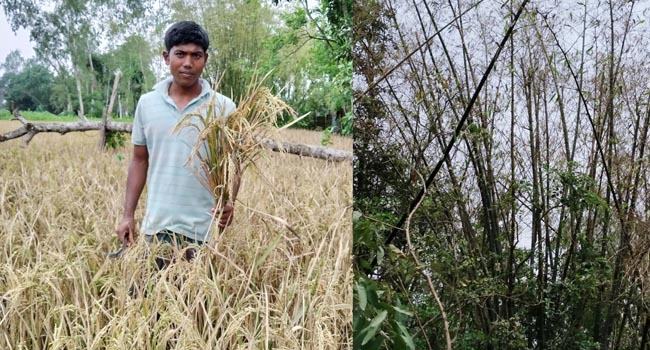 ফুলবাড়ীতে ইটভাটার বিষাক্ত ধোঁয়ায় গাছপালা ও ফসলের ব্যাপক ক্ষতি