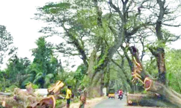 বেনাপোল-যশোর রোডের শতবর্ষী রেইনট্রিগুলো আরো ঝুঁকিপূর্ণ