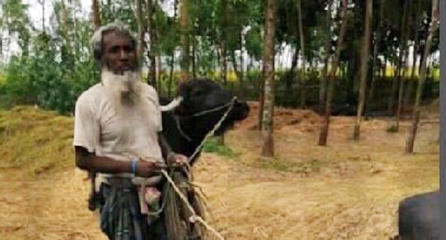 নিজের পোষা মহিষের শিংয়ের আঘাতে কৃষকের মৃত্যু