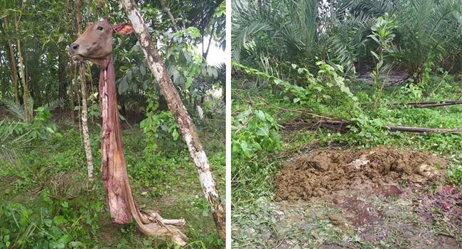 আবুল হোসেনের দ্বিতীয় গরুটিরও একই দশা করলো দুর্বৃত্তরা