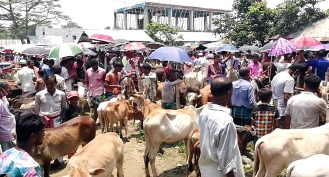 ব্রাহ্মণবাড়িয়ায় সরকারি নির্দেশনা অমান্য করে বসছে পশুরহাট