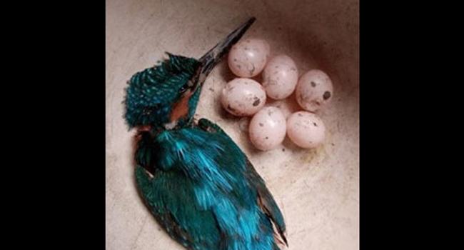 মাছরাঙা পাখি হত্যার দায়ে যুবকের বিরুদ্ধে মামলা