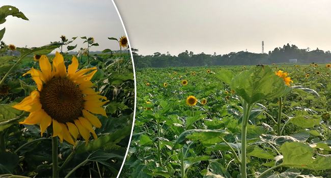 সিরাজদিখানে বাণিজ্যিক ভাবে সূর্যমুখীর চাষ