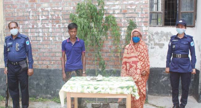 সবজির আড়ালে গাঁজা চাষ, গৃহকত্রী গ্রেফতার