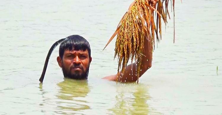 গলা পানিতে ডুব দিয়ে ধান কাটছেন কৃষক
